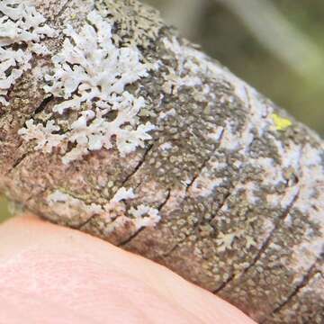 Image of Shadow-crust lichens