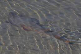 Image of Guitarfish