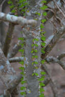 Image of Madagascan ocotillo