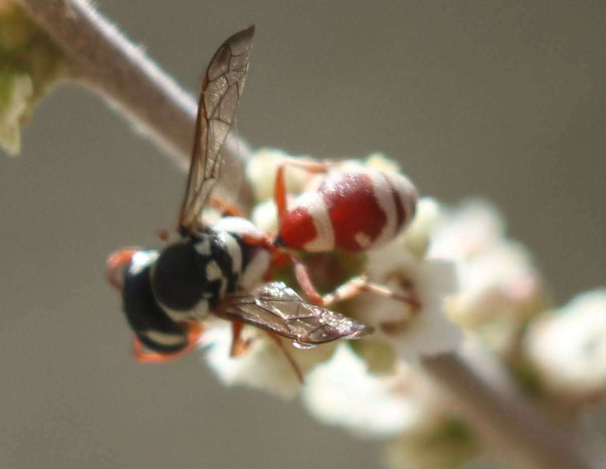 Слика од Pterocheilus tricoloratus Bohart 1940