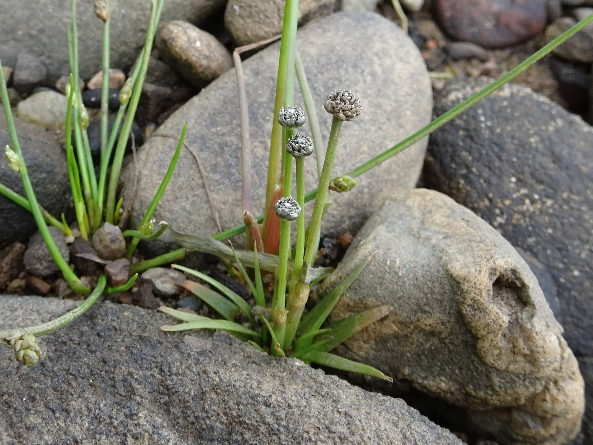 Imagem de Eriocaulon parkeri B. L. Rob.