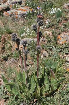 Image of Saussurea sordida Kar. & Kir.