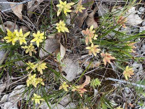 Image of Conostylis setigera R. Br.