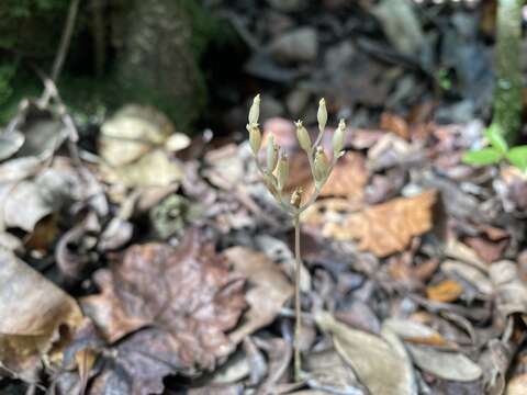 Image of parasitic ghostplant