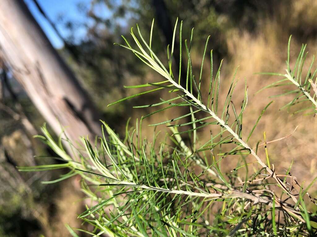 Cassinia laevis R. Br. resmi