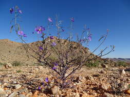 Image de Heliophila trifurca Burch. ex DC.