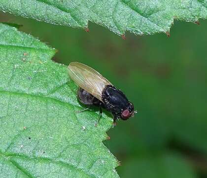 Plancia ëd Minettia longipennis (Fabricius 1794)