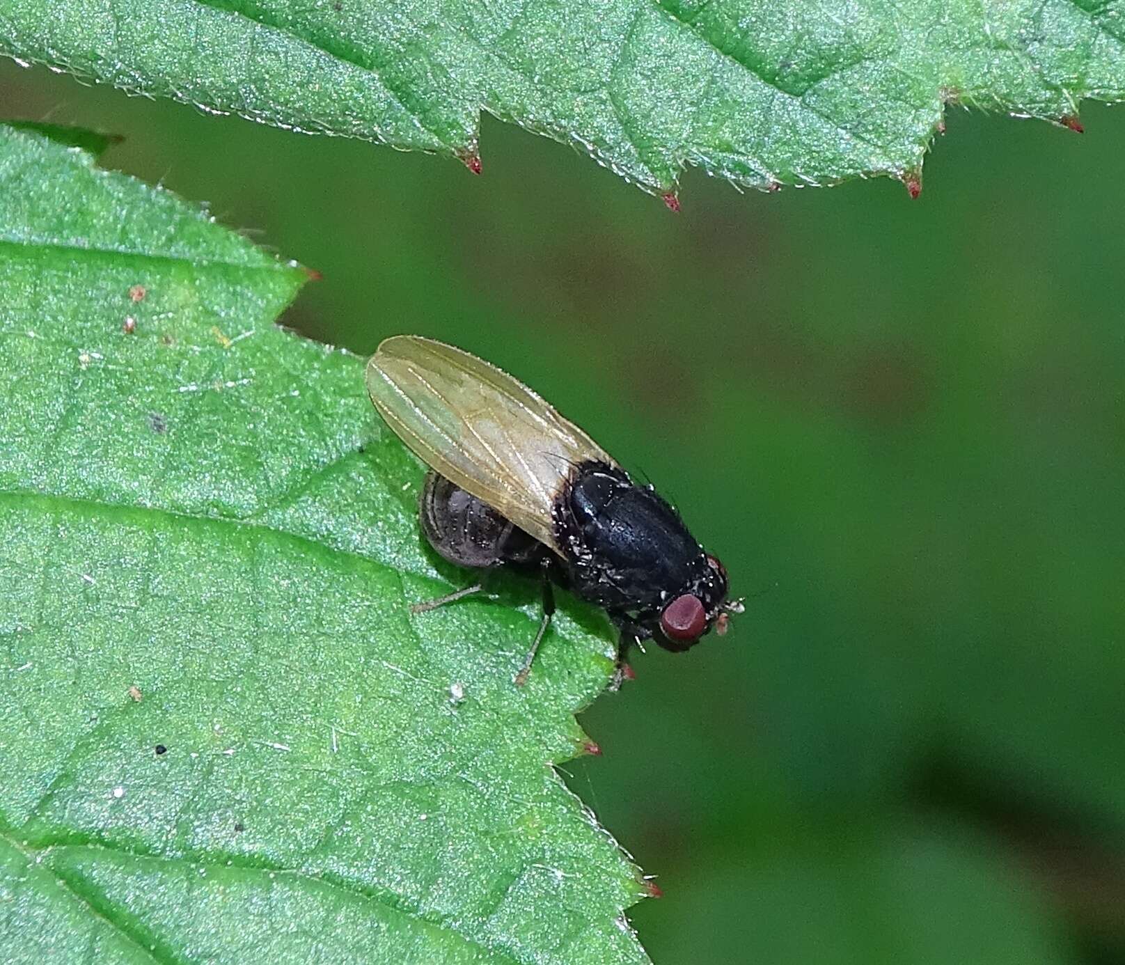 Plancia ëd Minettia longipennis (Fabricius 1794)