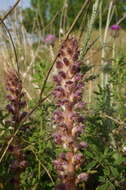 Image of Orobanche pubescens Dum.-Urville