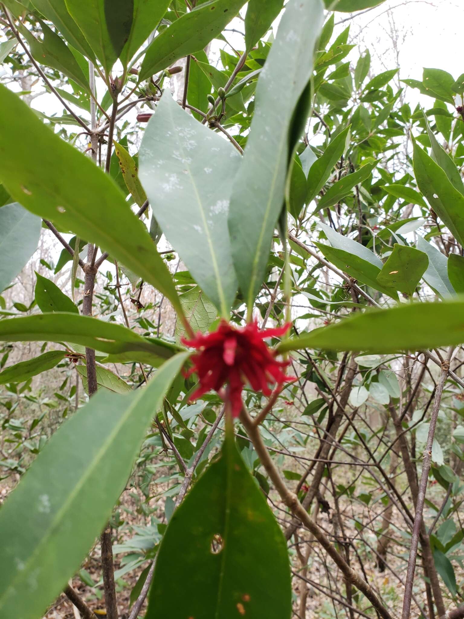 Image de Illicium floridanum Ellis