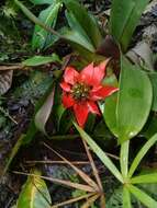 صورة Guzmania conglomerata H. Luther