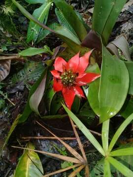 Guzmania conglomerata H. Luther的圖片