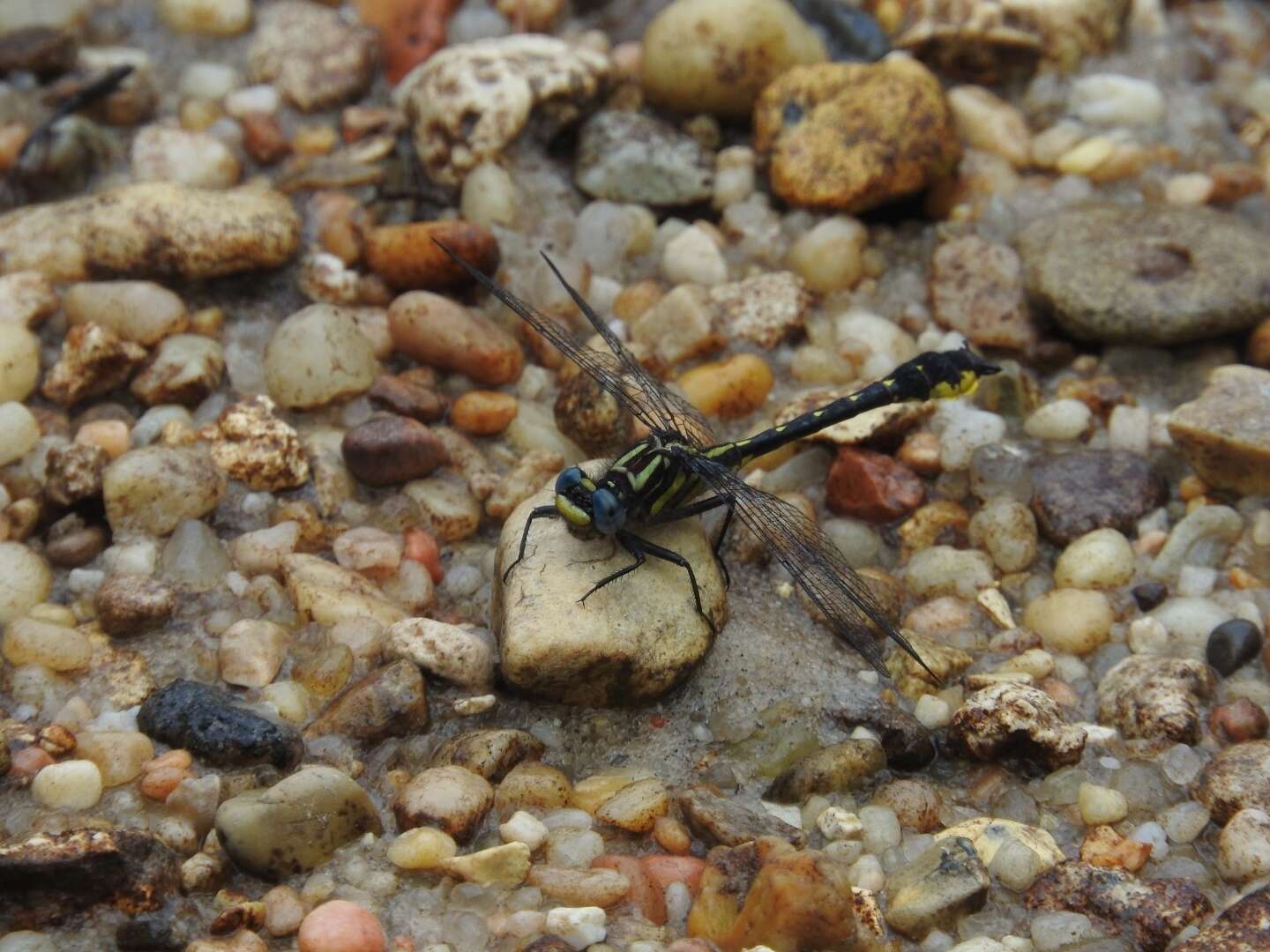 Image of Hylogomphus apomyius (Donnelly 1966)