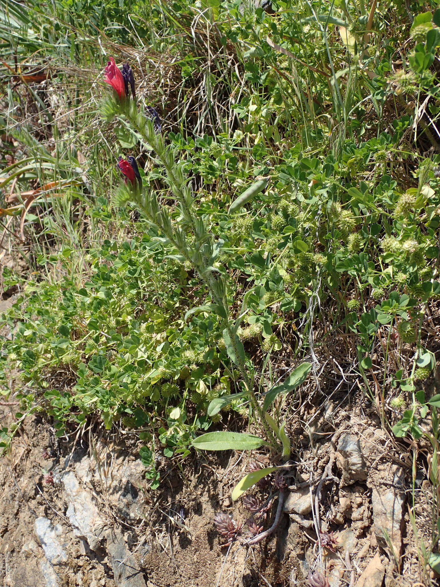 Image of Echium creticum subsp. creticum