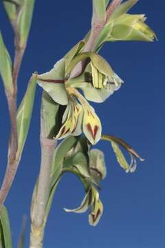 Image of Orchid-flowered Gladiolus