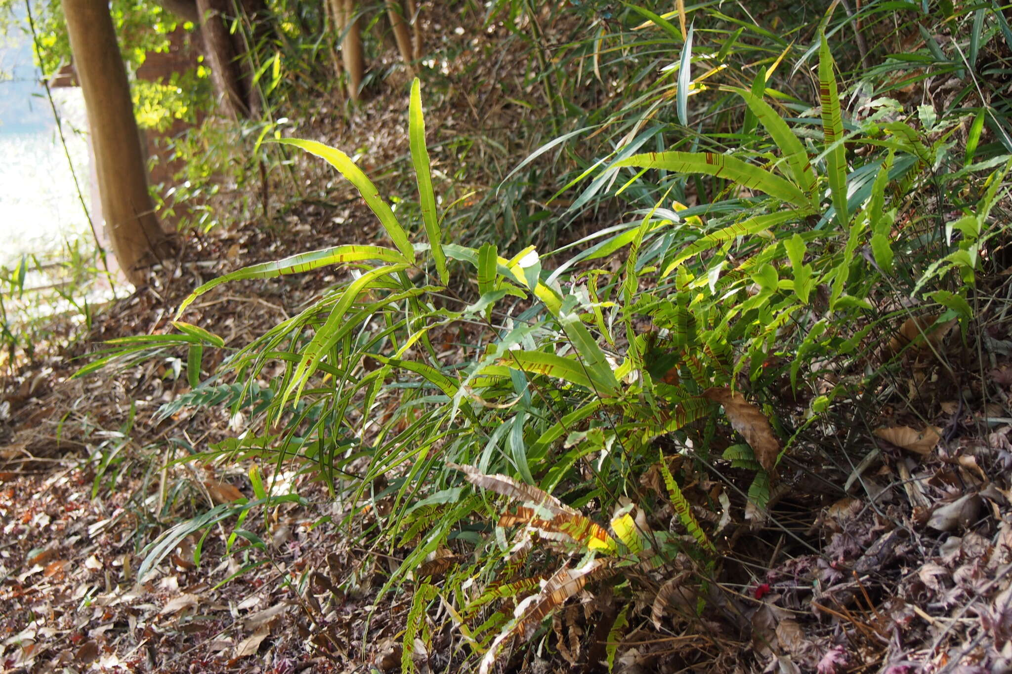 Imagem de Pteris cretica L.