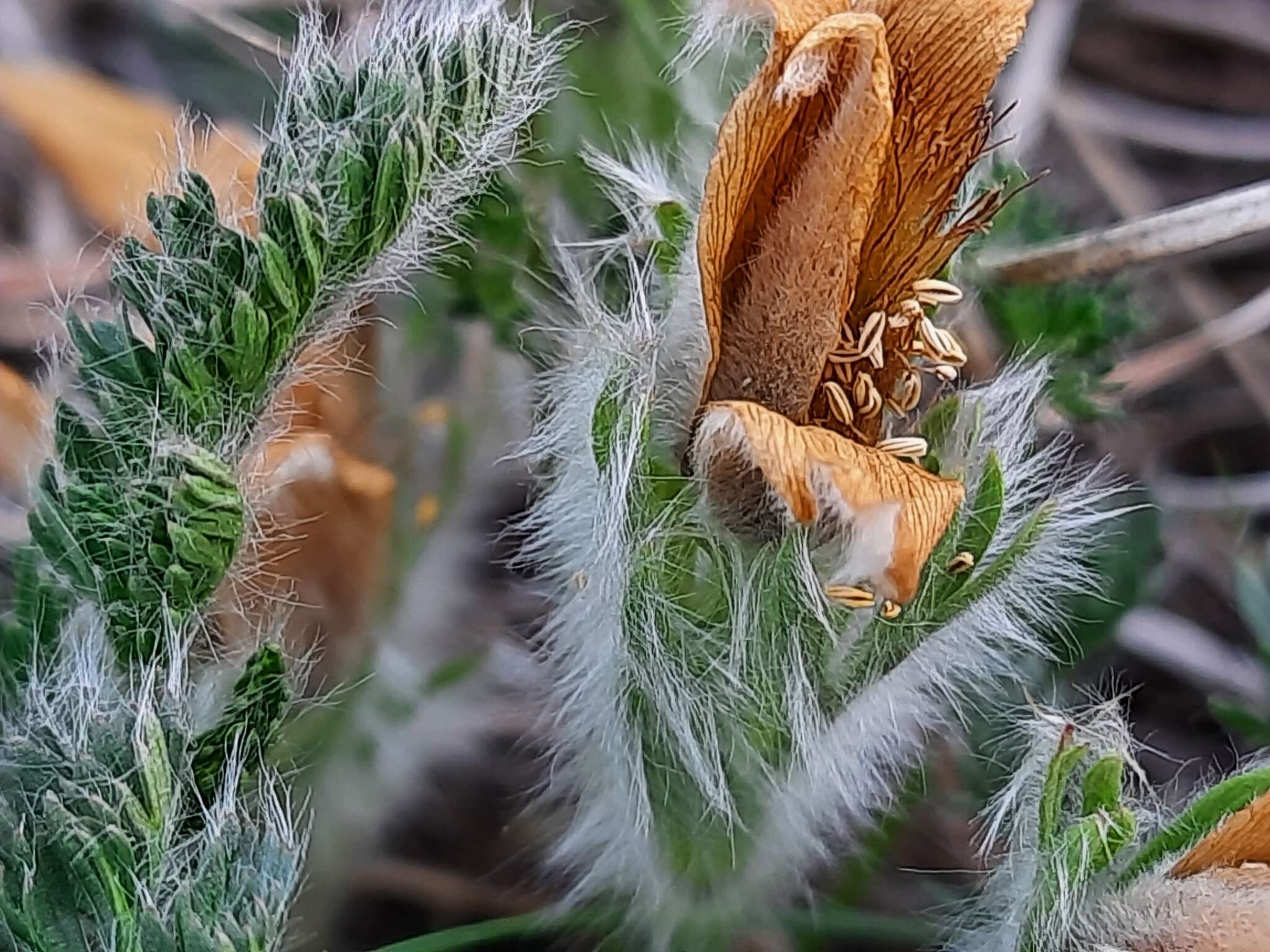 Image of Pulsatilla albana subsp. andina (Rupr.) Zämelis