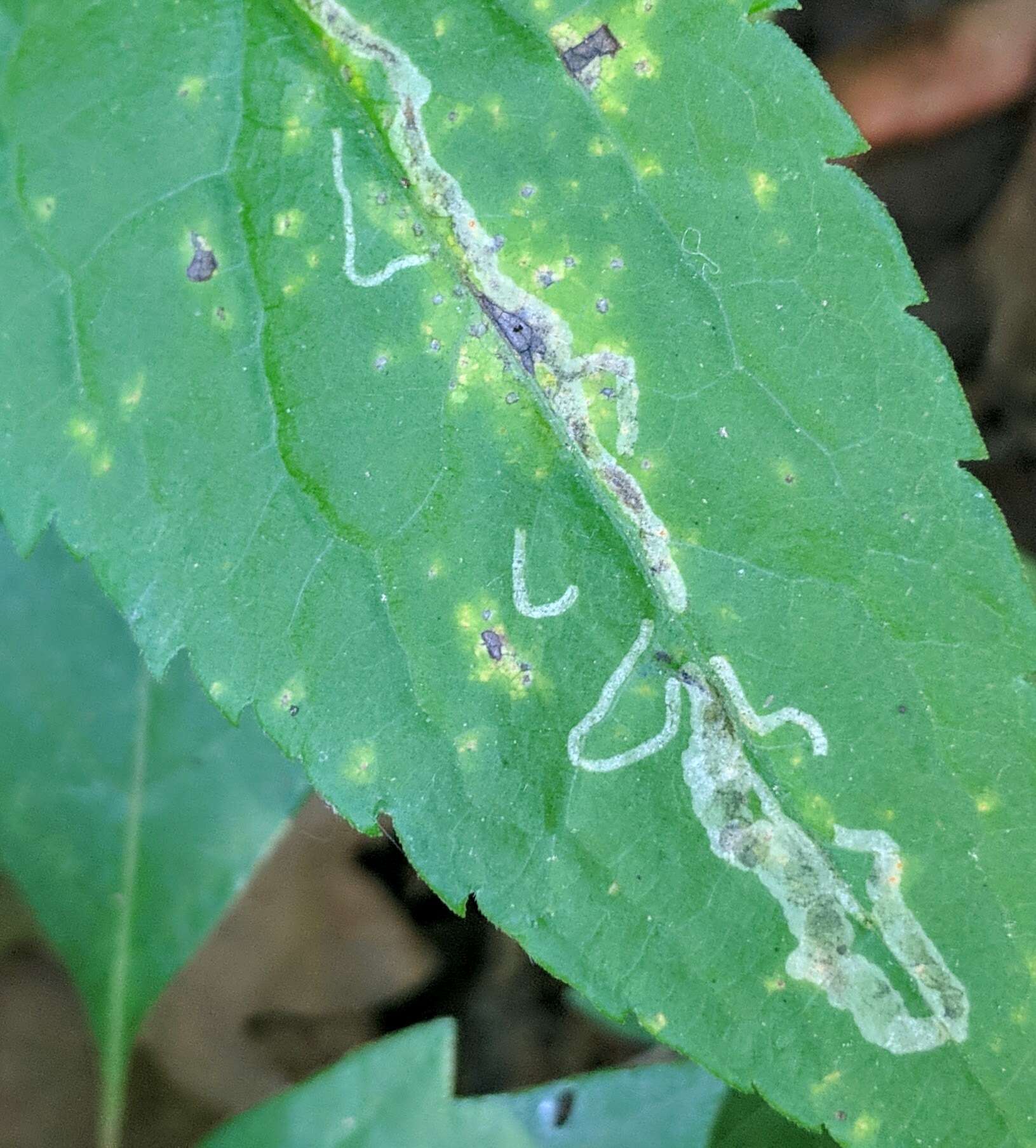 Image of Ophiomyia carolinensis Spencer 1986