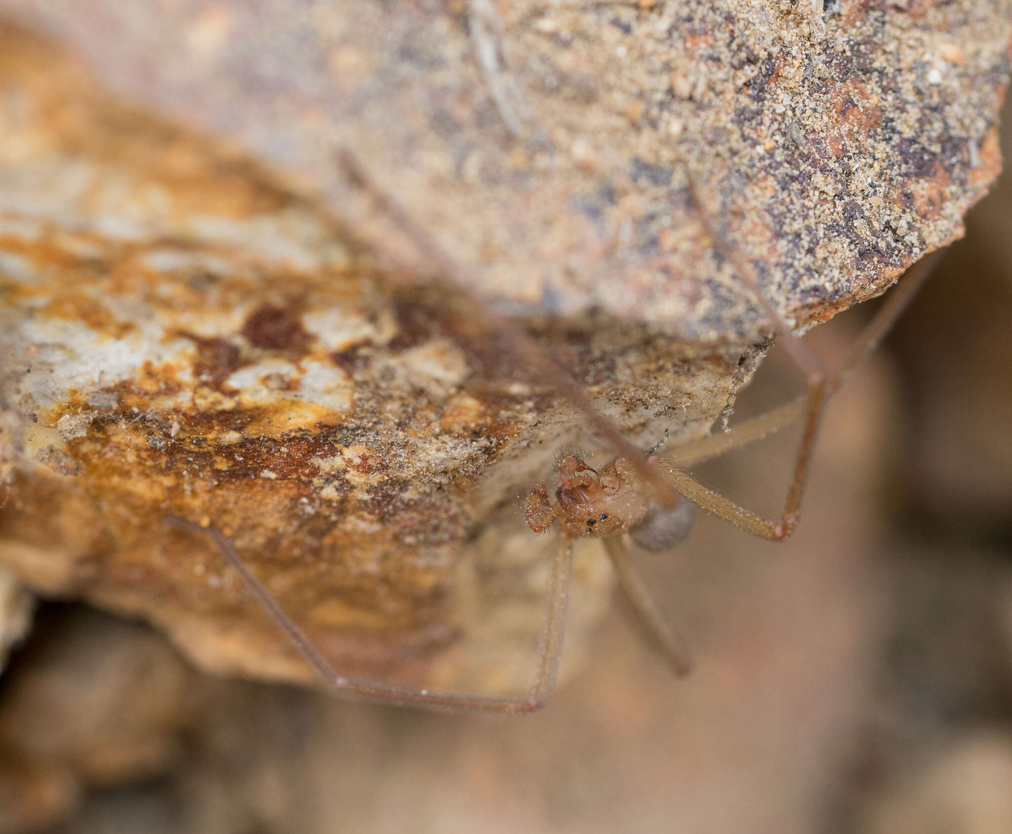 Image of Desert Recluse