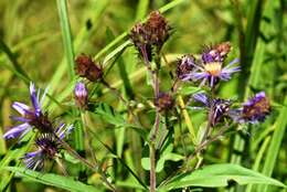 Image of mountain aster