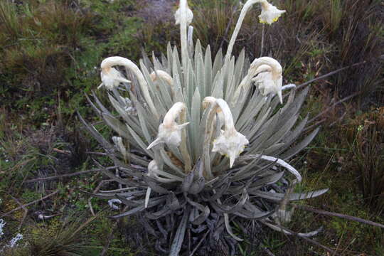 Image of Espeletia congestiflora Cuatrec.