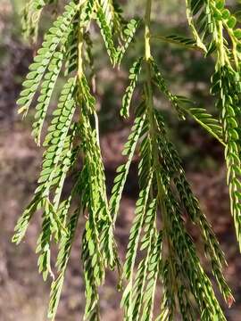 Image de Albizia bernieri Villiers