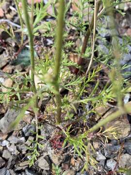 Image of bluehead gilia