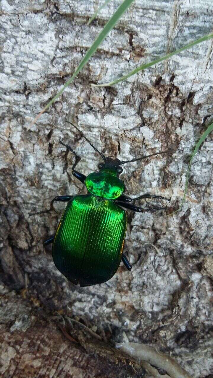 Sivun Calosoma (Calosoma) aurocinctum Chaudoir 1850 kuva