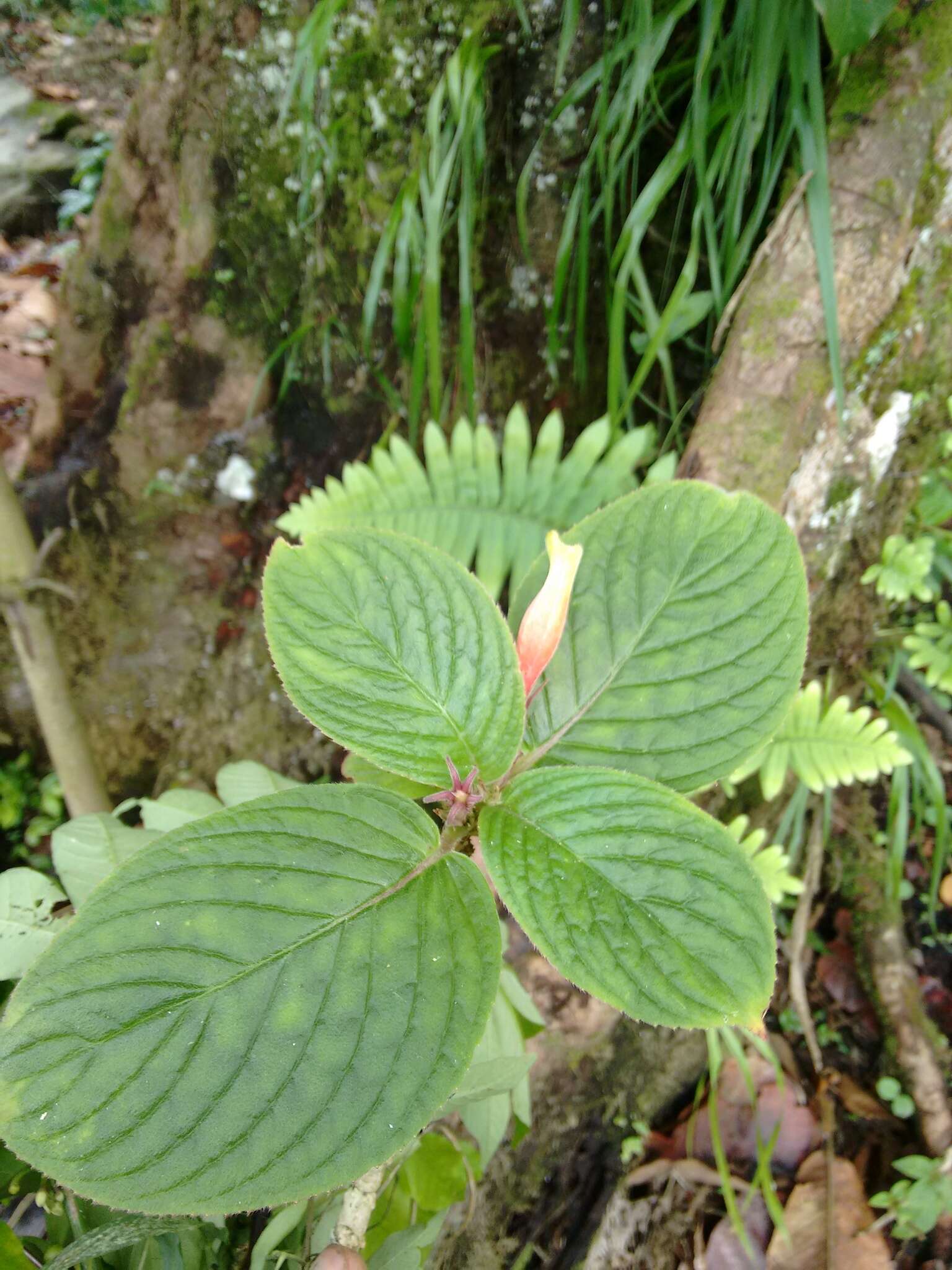 Image of Columnea nervosa (Klotzsch ex Oerst.) Hanst.