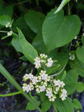 Image of Patrinia villosa (Thunb.) Juss.