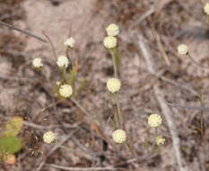 Image of Millotia myosotidifolia (Benth.) Steetz