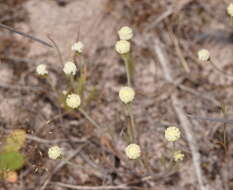 Слика од Millotia myosotidifolia (Benth.) Steetz