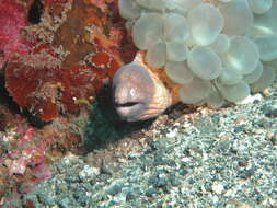 Image of Greyface moray