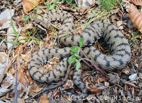 Sivun Vipera aspis francisciredi Laurenti 1768 kuva