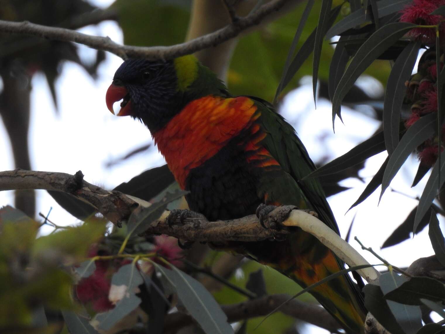 Image of Rainbow Lorikeet