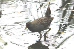 Image of Australian Crake