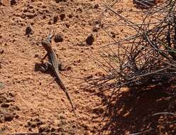 Image of Ctenophorus spinodomus Sadlier, Colgan, Beatson & Cogger 2019