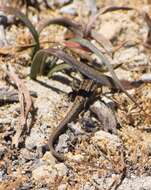 Image of West Coast Morethia Skink