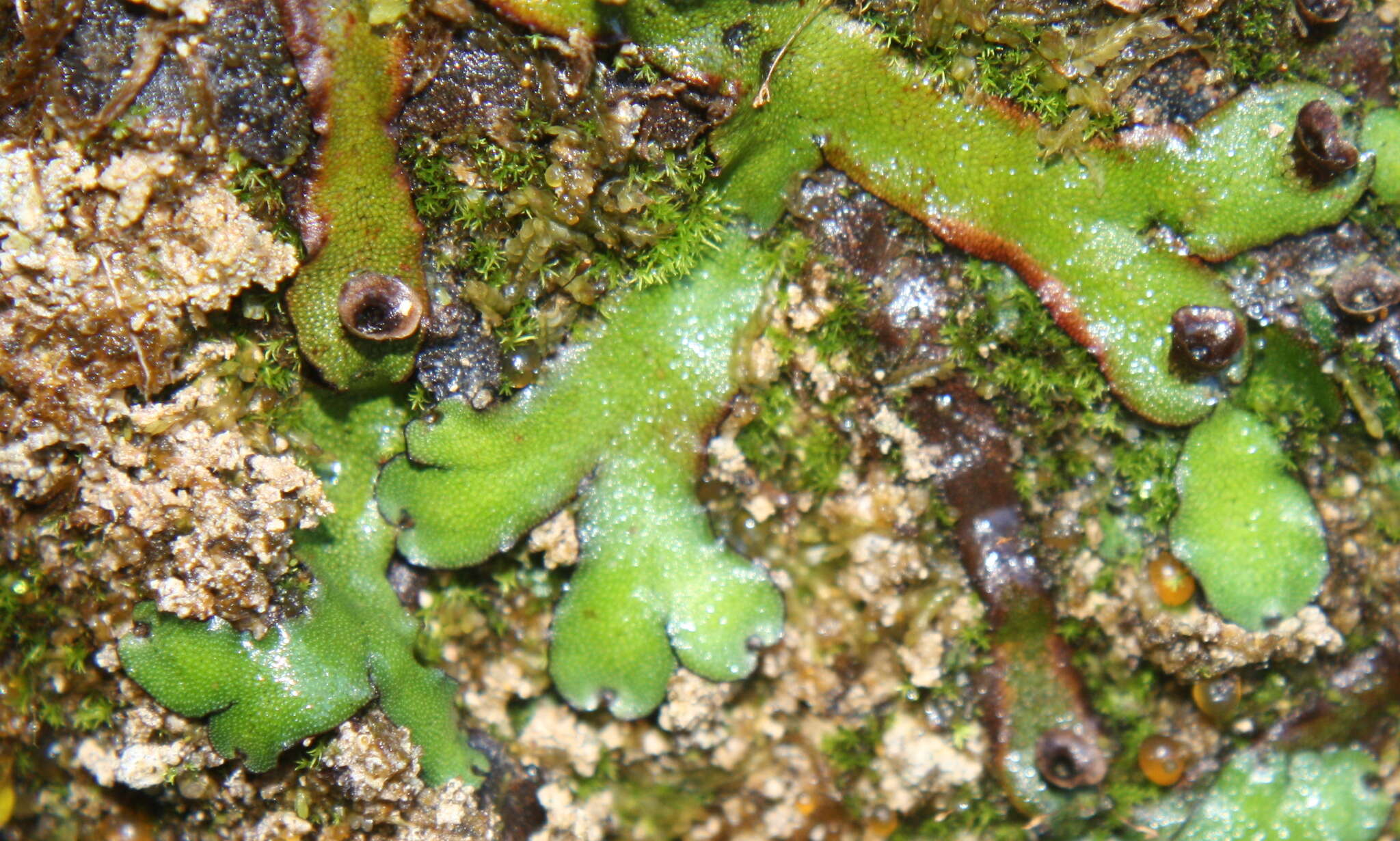 Image of Marchantia foliacea Mitt.