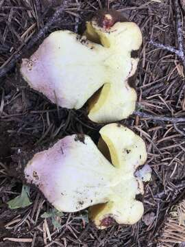 Image of Butyriboletus primiregius D. Arora & J. L. Frank 2014