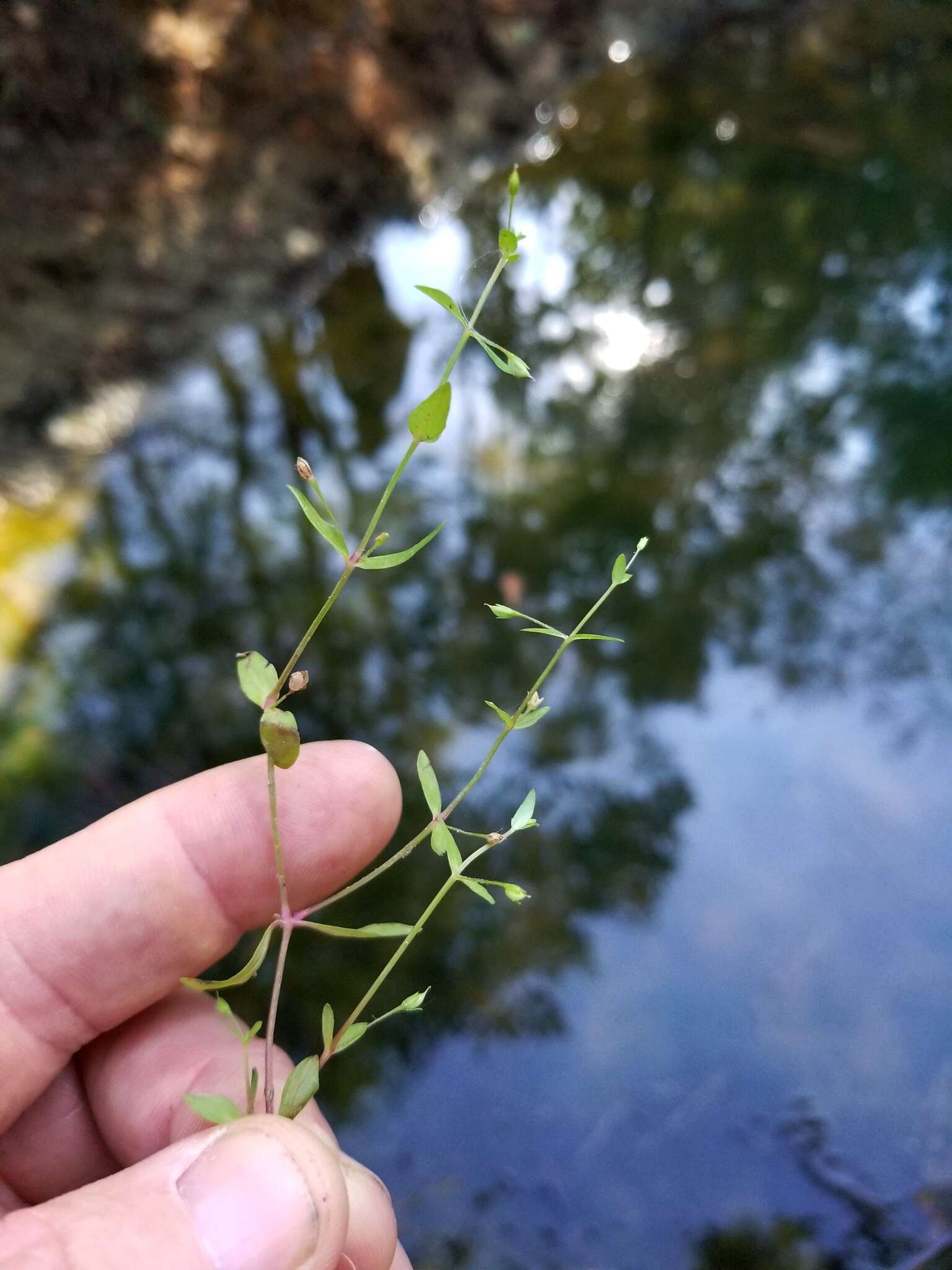 Image of Lindernia dubia var. anagallidea (Michx.) Cooperr.