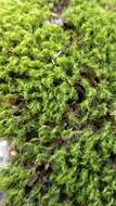 Image of dicranum moss