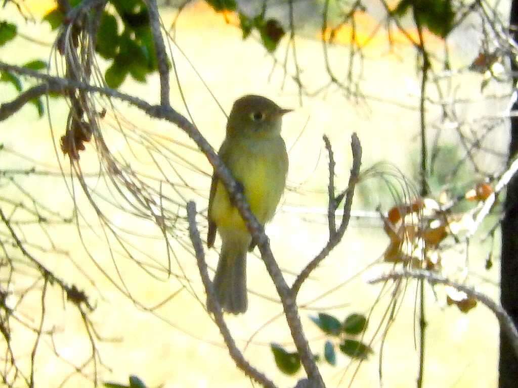 Image of Pacific-slope Flycatcher