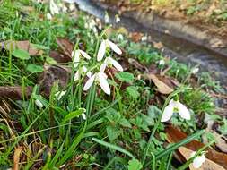 Image of Galanthus reginae-olgae Orph.