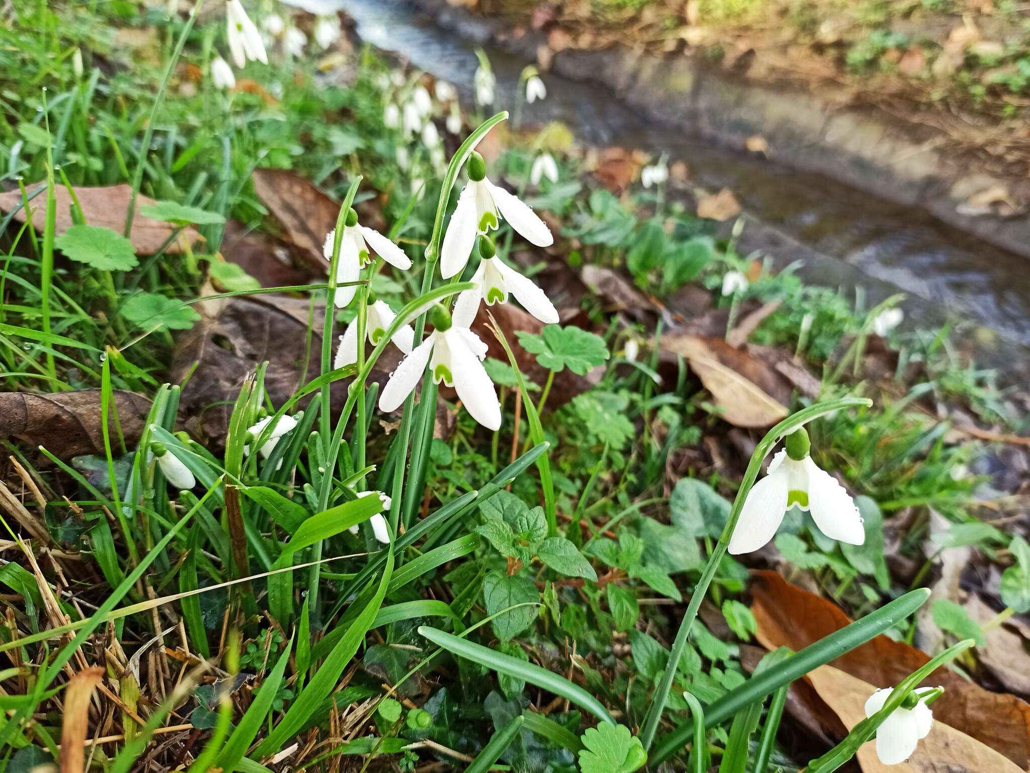 Image of Galanthus reginae-olgae Orph.