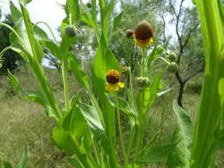 Plancia ëd Helenium microcephalum DC.