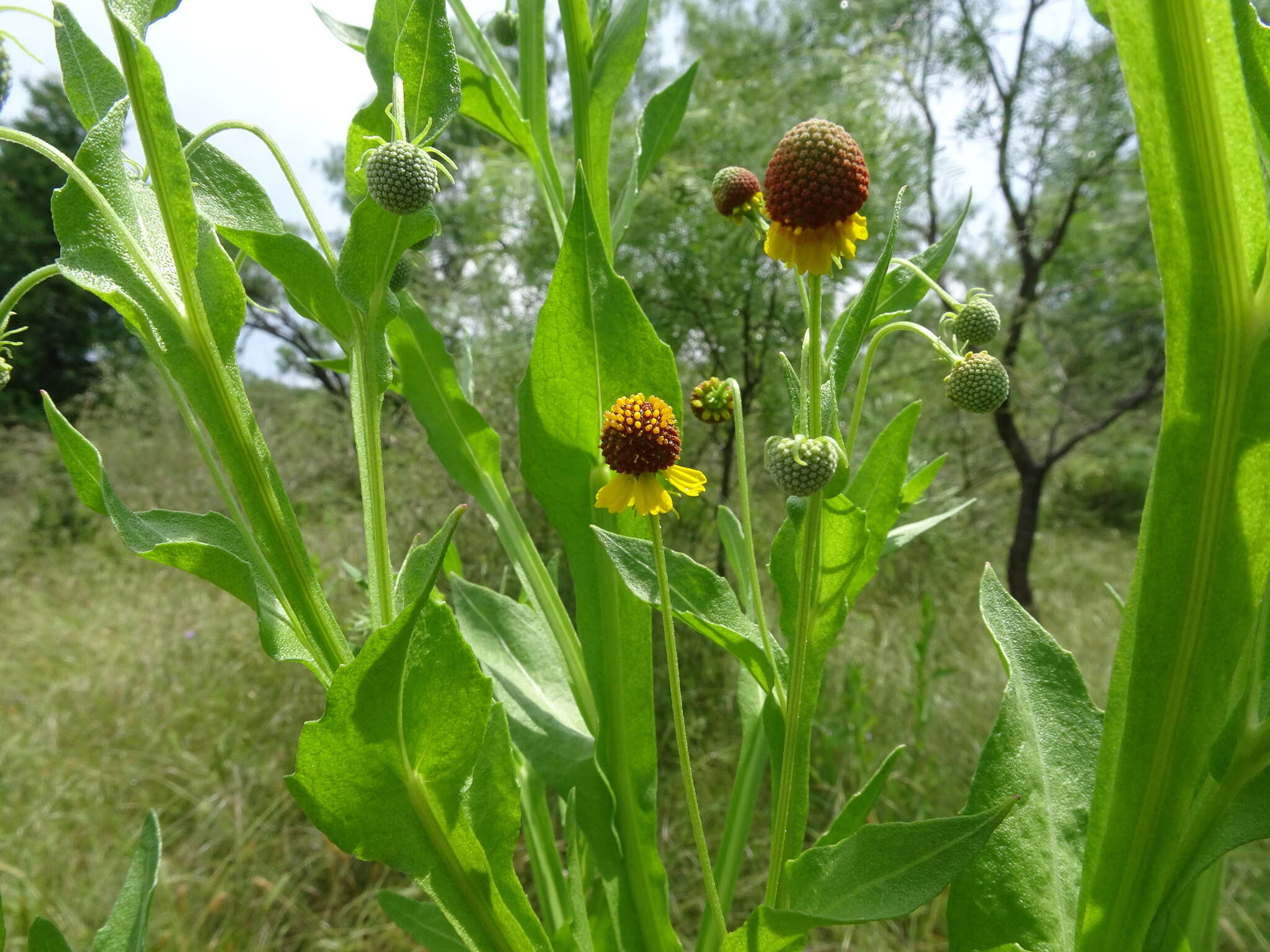 Image of smallhead sneezeweed