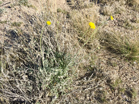 Image of desert marigold