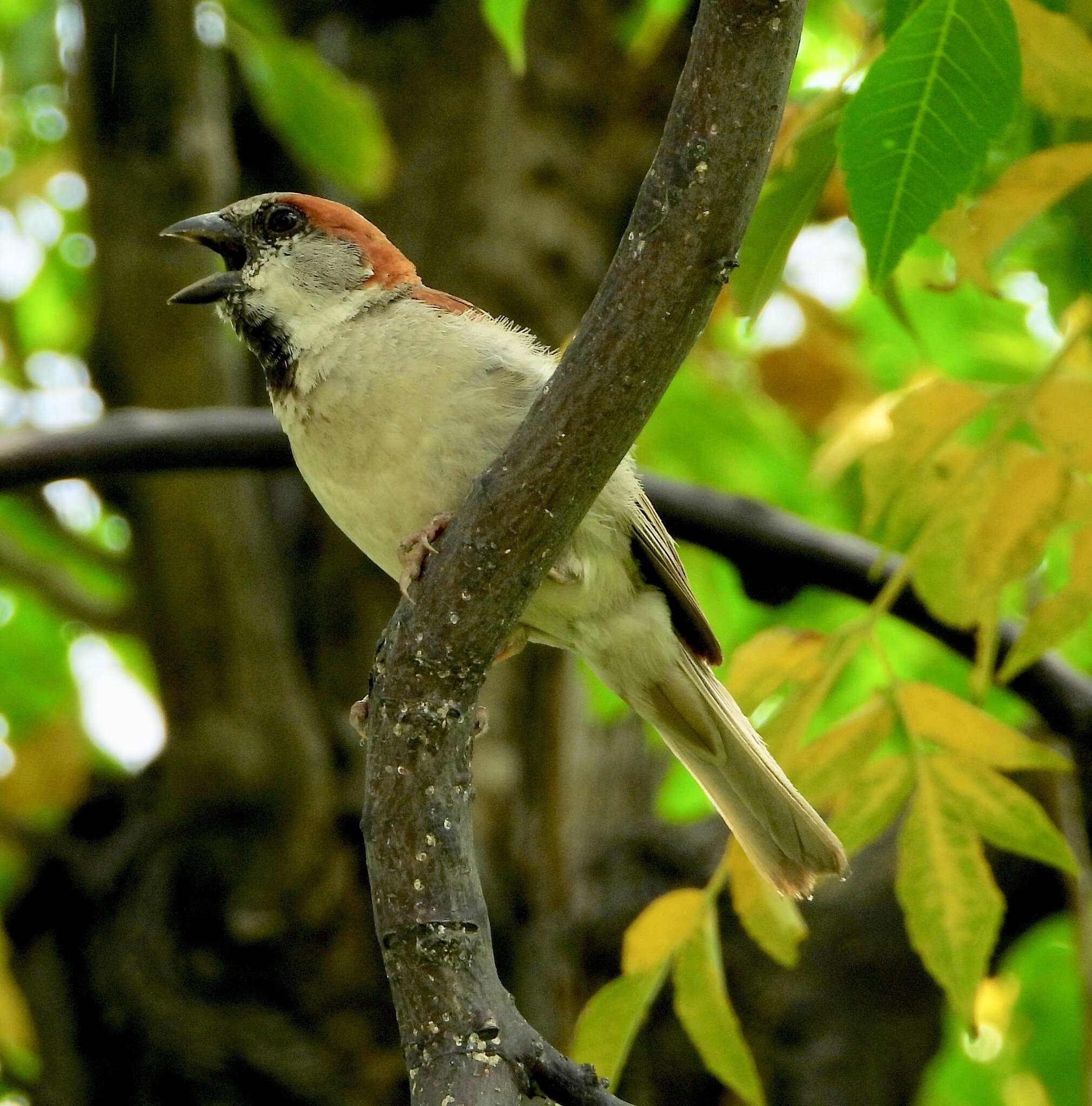 Image of Jungle Sparrow