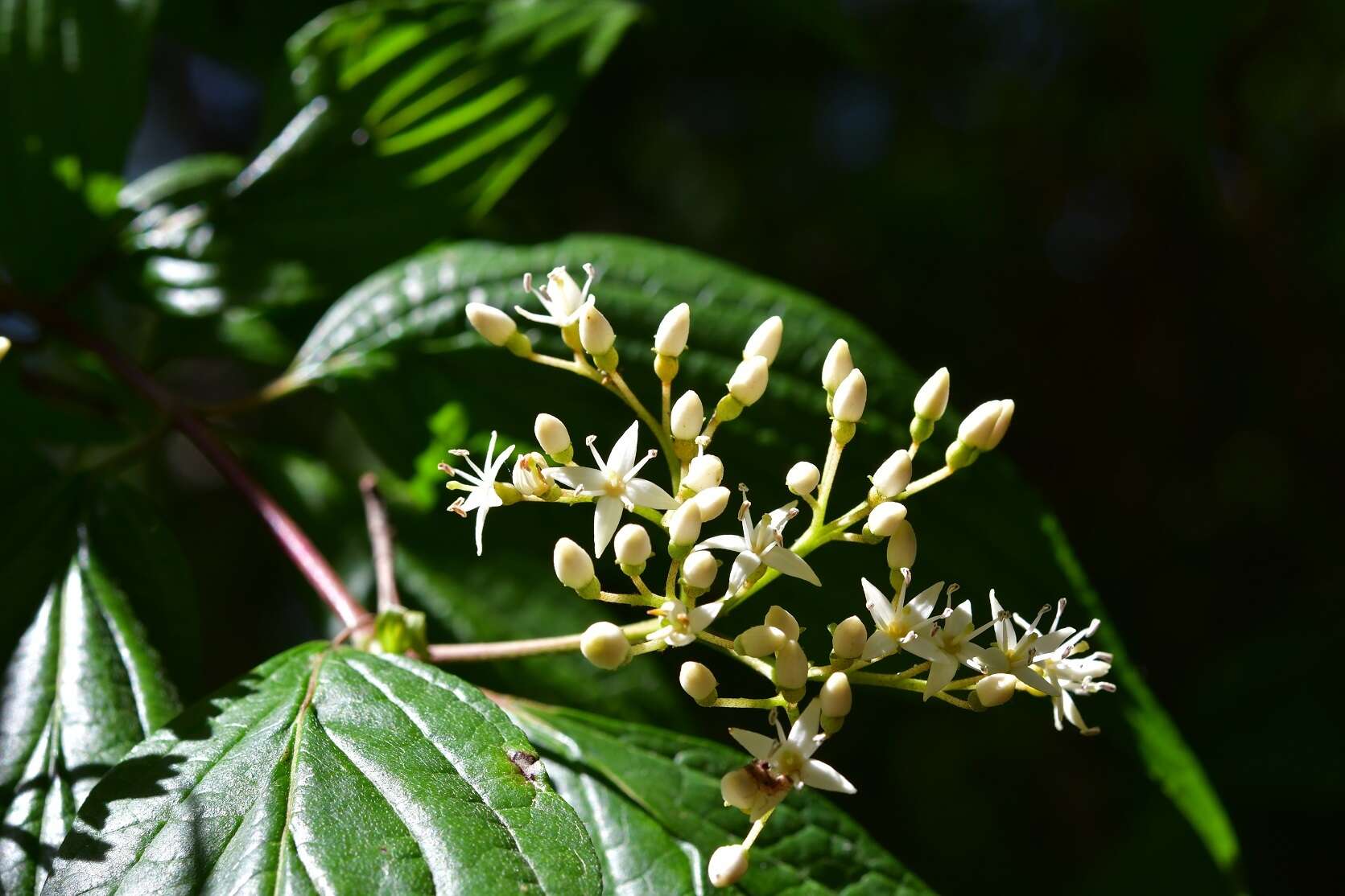 Слика од Cornus excelsa Kunth